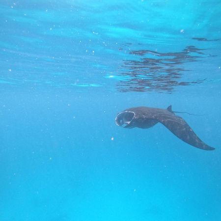 Meos Ambower Homestay Raja Ampat Fam 외부 사진