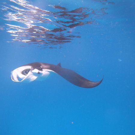 Meos Ambower Homestay Raja Ampat Fam 외부 사진