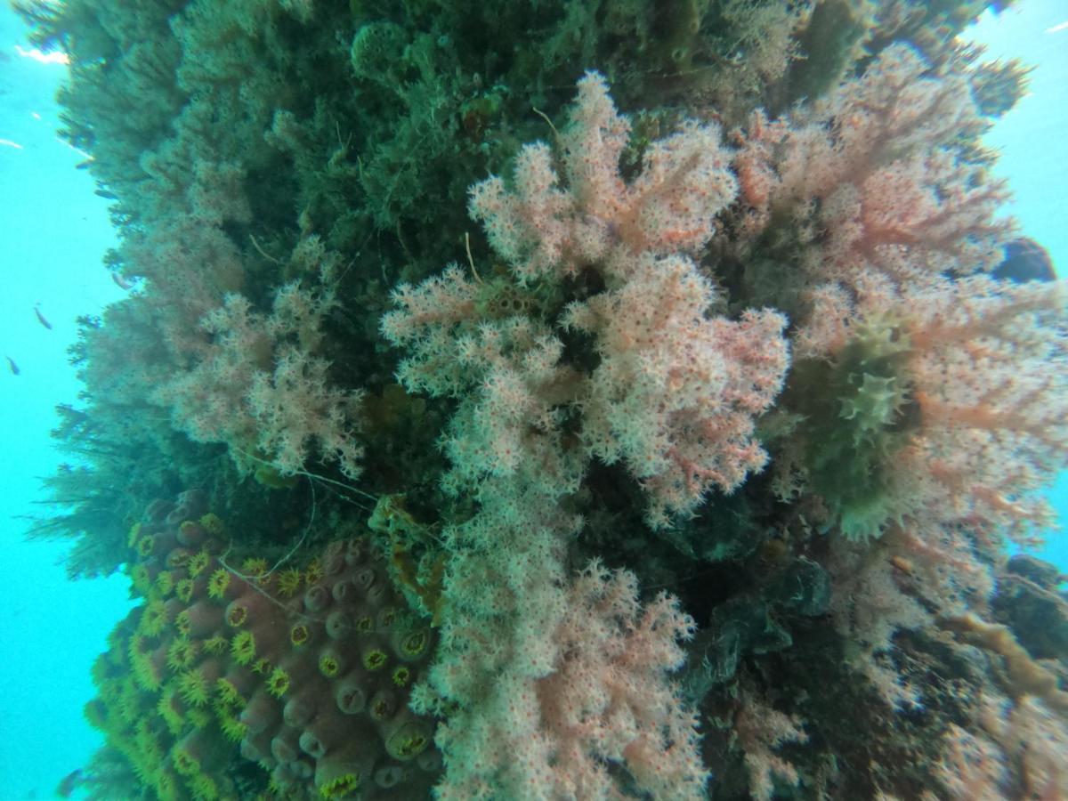 Meos Ambower Homestay Raja Ampat Fam 외부 사진